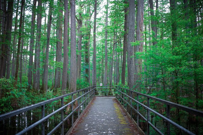 Heron Pond – Little Black Slough Nature Preserve (Vienna)