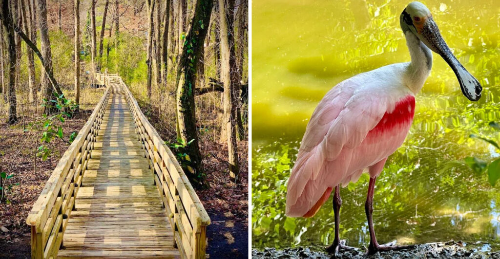 A Quiet Country Road Leads To North Carolina’s Most Colorful Bird Park