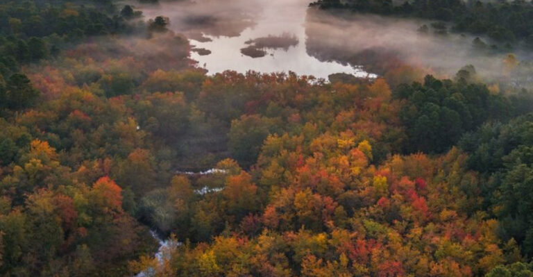 A Rare Rain-Fed Wetland Is Hiding Deep in New Jersey’s Pine Barrens