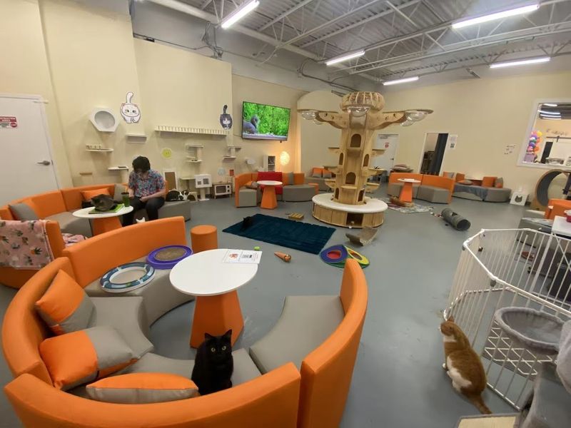 Inside the Cat Lounge, the Room Works for Cats First Inside the Cat Lounge, the Room Works for Cats First