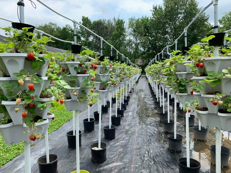 Why This Indianapolis Farm Feels So Unusual in Its Location Why This Indianapolis Farm Feels So Unusual in Its Location