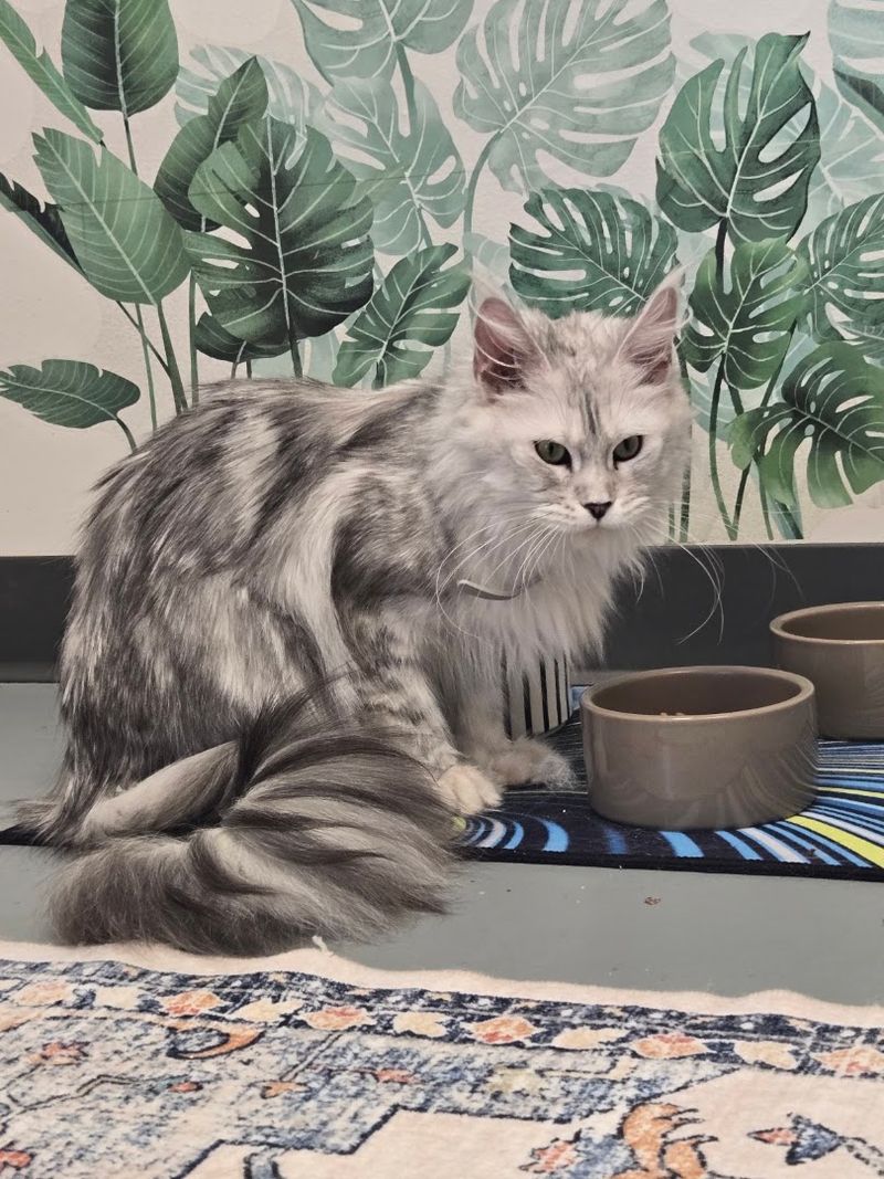 Where Carmel Cat Adoptions Become Personal Where Carmel Cat Adoptions Become Personal