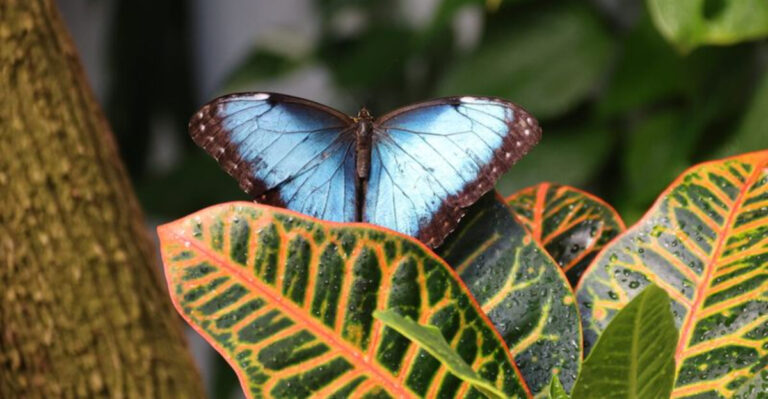 Enjoy The Magic Of Hundreds Of Butterflies At This Warm Ohio Escape