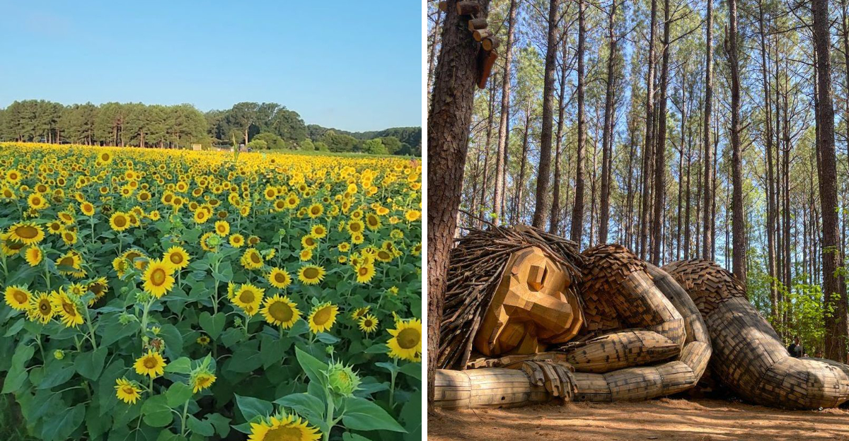 Escape To One Of North Carolina’s Most Beautiful Sunflower Fields