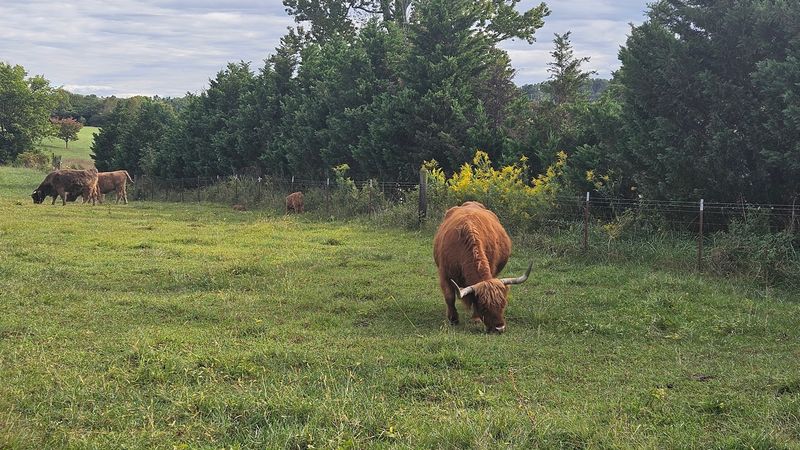 Educational Tours That Reveal The Highland Cattle Story Educational Tours That Reveal The Highland Cattle Story