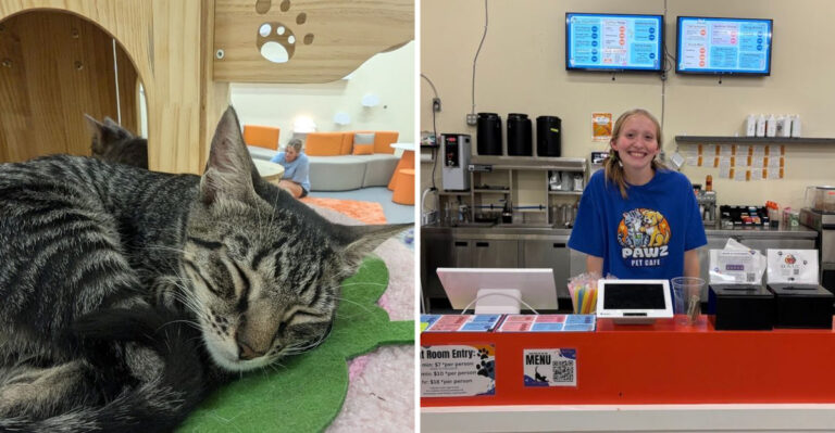 Find Feline Friends and Refreshing Drinks at This Cozy Indiana Cat Café
