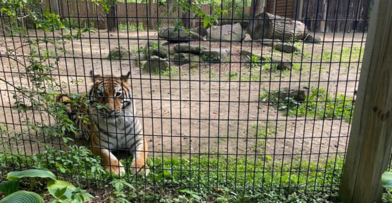 Hand-Feed Friendly Giraffes and Flamingos At This Charming Pennsylvania Family Zoo This Summer