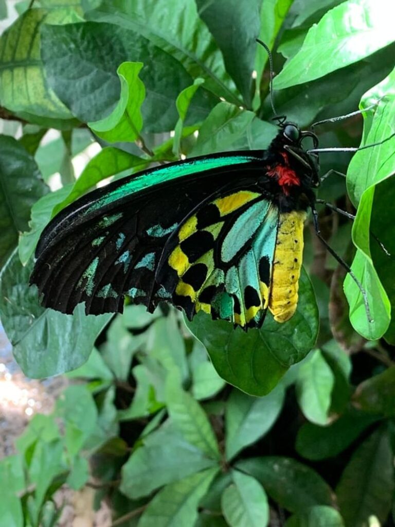 One of America's Largest Butterfly Conservatories Is Hiding in Texas