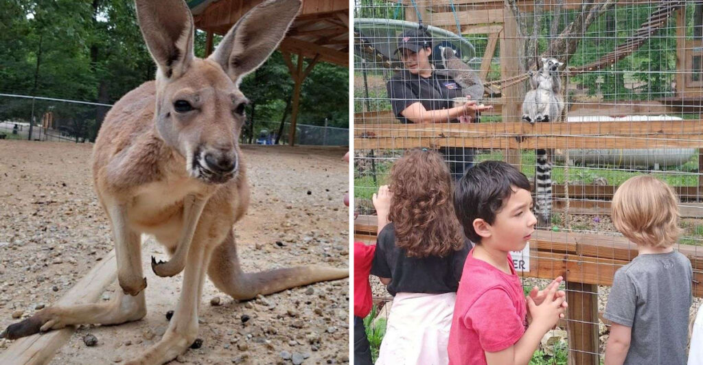 Kangaroo Lovers Can’t Miss This One-of-a-Kind Missouri Animal Park