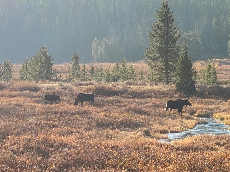 Where Colorado's Biggest Wildlife Star Steals the Show Where Colorado's Biggest Wildlife Star Steals the Show