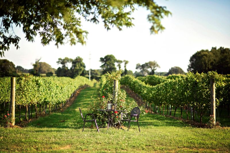 Tennessee's Largest Wine Grape Vineyard Stretches Before You Tennessee's Largest Wine Grape Vineyard Stretches Before You