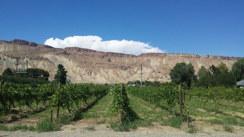 Palisade