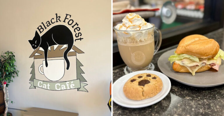Meet Adoptable Cats at This Gothic-Inspired Indiana Cat Café Featuring Homemade Pastries
