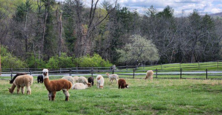 Nearly 40 Friendly Alpacas Are Ready To Be Fed, Walked, And Hugged At This Pennsylvania Farm