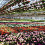 Ohio’s Most Charming Greenhouse Turns Plant Shopping Into An All-Afternoon Escape