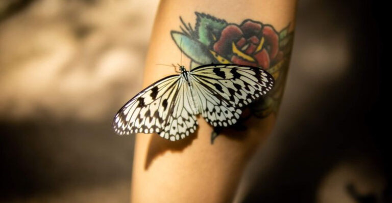 One of America’s Largest Butterfly Conservatories Is Hiding in Texas
