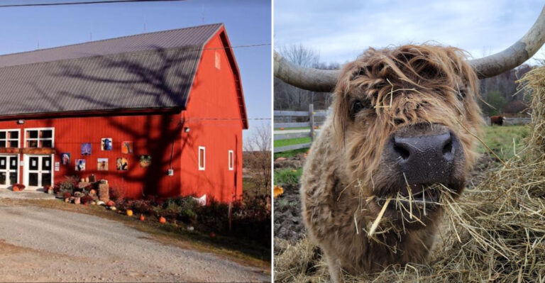 One Of Pennsylvania’s Most Inspiring Animal Sanctuaries Deserves Far More Recognition
