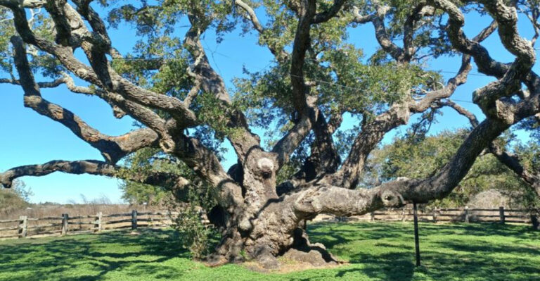 One Of The World’s Oldest And Largest Live Oak Trees Is Tucked Away On The Texas Coast