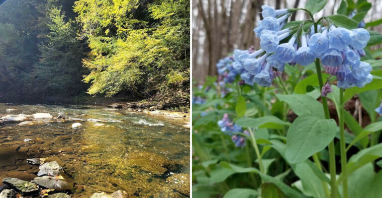 One Overlooked Pennsylvania Preserve Feels Like a Secret Woodland Escape