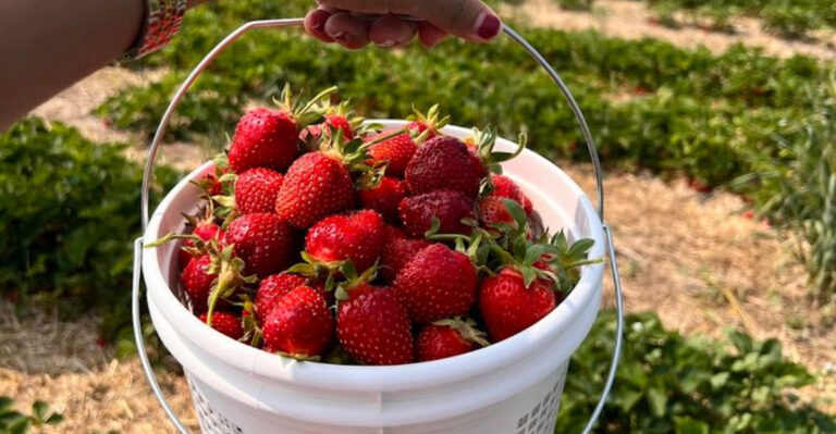 Pick Your Own Berries, Eat as You Go, and Leave This Illinois Farm With a Full Heart and Full Hands