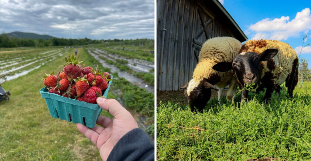 Spend A Peaceful Day Picking Fresh Fruit At This Charming New York Farm