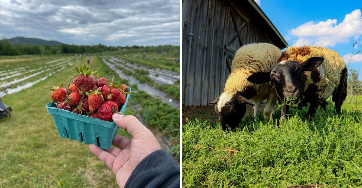 Spend A Peaceful Day Picking Fresh Fruit At This Charming New York Farm