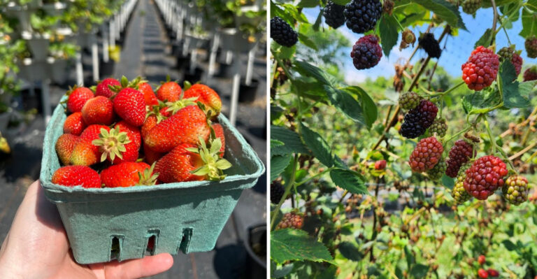 Spend the Day Picking Fresh Berries at This Hidden Indiana Gem