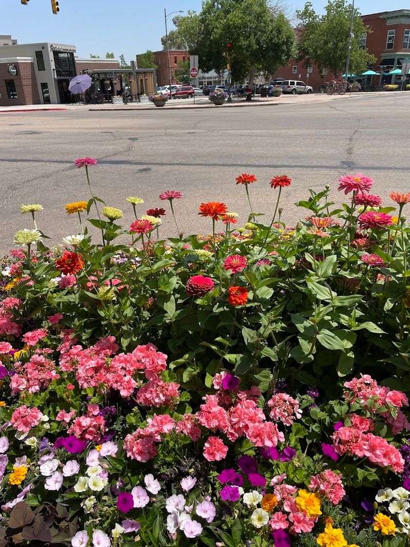 Fort Collins