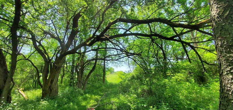 Shady Hollow Trail Loop (Hudson)