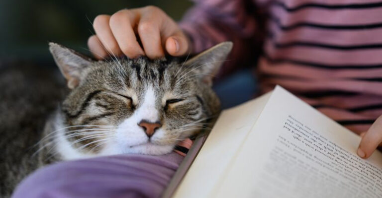 The New Jersey Cat Sanctuary Turning Desperate Cases Into Second Chances