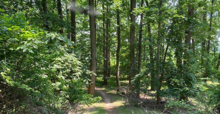 The New Jersey State Park Locals Visit When They Want the Woods to Themselves