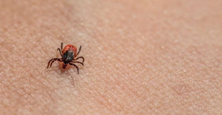 These 11 New Jersey Areas Are Reporting the Highest Tick Risk This Summer