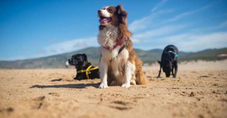 These 15 New Jersey Beaches Let Your Dog Join the Shore-Day Fun