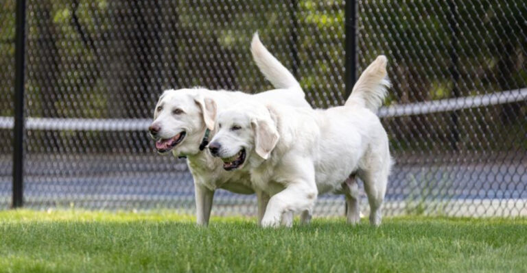 These 15 Off-Leash Dog Parks Are New Jersey’s Ultimate Pup Playgrounds