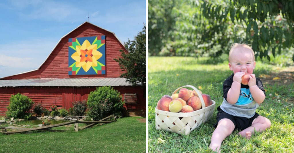 These 8 North Carolina U-Pick Farms Are the Sweetest July Adventure