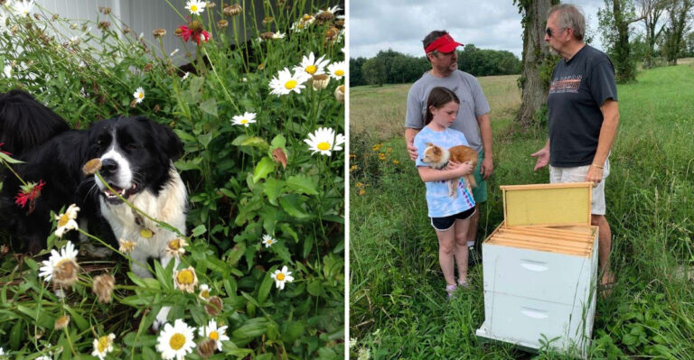 This 100% Free-Roam Sanctuary in Indiana Is Going Viral for Rescuing Senior Pets