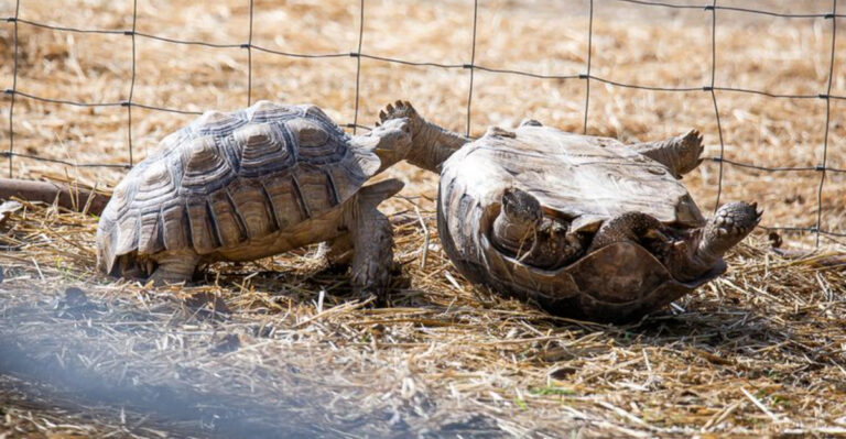 This $15 Texas Farm Lets You Meet Camels, Sloths, and More