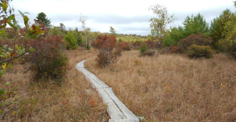 This 2-Mile Pennsylvania Boardwalk Trail Takes You Through A Hidden Bird Sanctuary Most People Drive Past