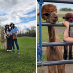 This Adorable New York Alpaca Farm Will Win You Over Instantly