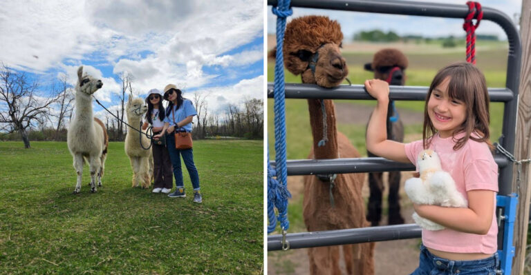 This Adorable New York Alpaca Farm Will Win You Over Instantly