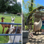This Adorable North Carolina Llama Farm Is Guaranteed to Make You Smile