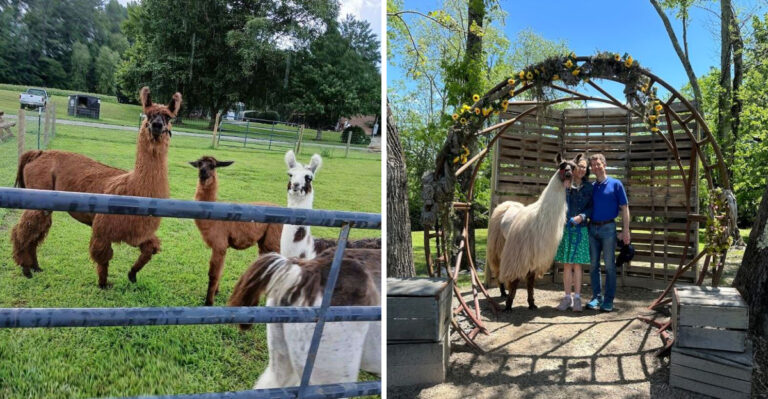 This Adorable North Carolina Llama Farm Is Guaranteed to Make You Smile