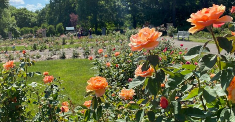 This Beautiful Rose Garden In Ohio Has Thousands Of Blooms Waiting To Be Seen