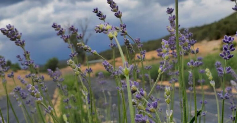 This Charming Colorado Lavender Farm Feels Like the Perfect Summer Day Trip