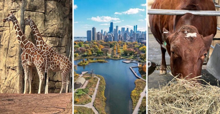 This Free Illinois Zoo Features a Farm-in-the-Zoo Where Kids Can Meet Animals Up Close