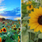 This Giant Colorado Sunflower Field Is a Summer Detour Worth Waiting For