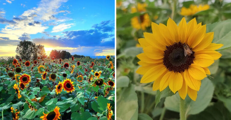 This Giant Colorado Sunflower Field Is a Summer Detour Worth Waiting For