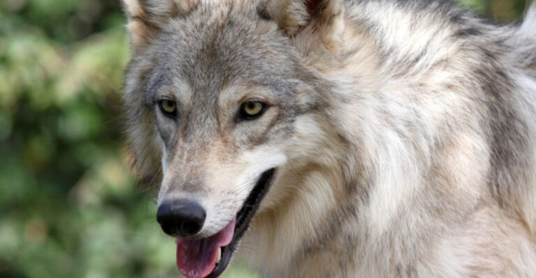 This Hidden Texas Sanctuary Gives Rescued Wolves and Wolfdogs a Lifelong Home