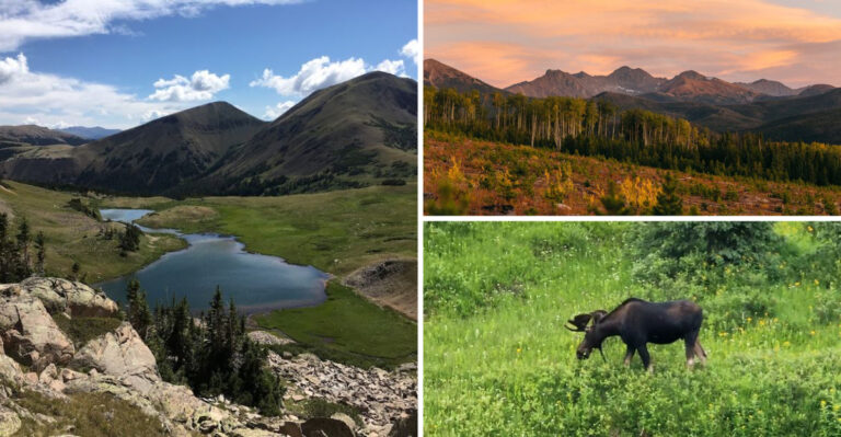This Little-Known Colorado Park Might Be the Best Place to See a Moose in the Wild