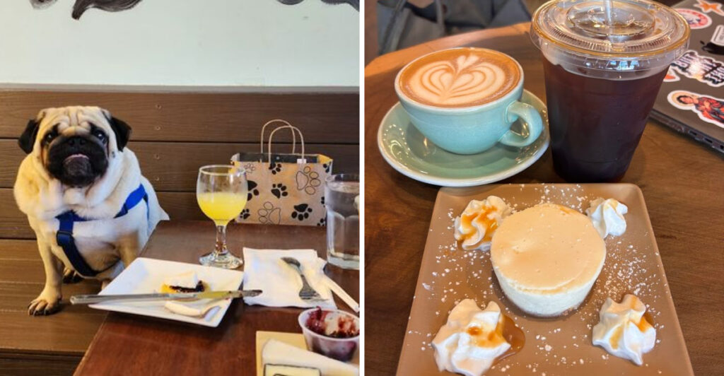 This Luxurious New York Dog Hotel Is So Fancy You’ll Wish You Could Stay There